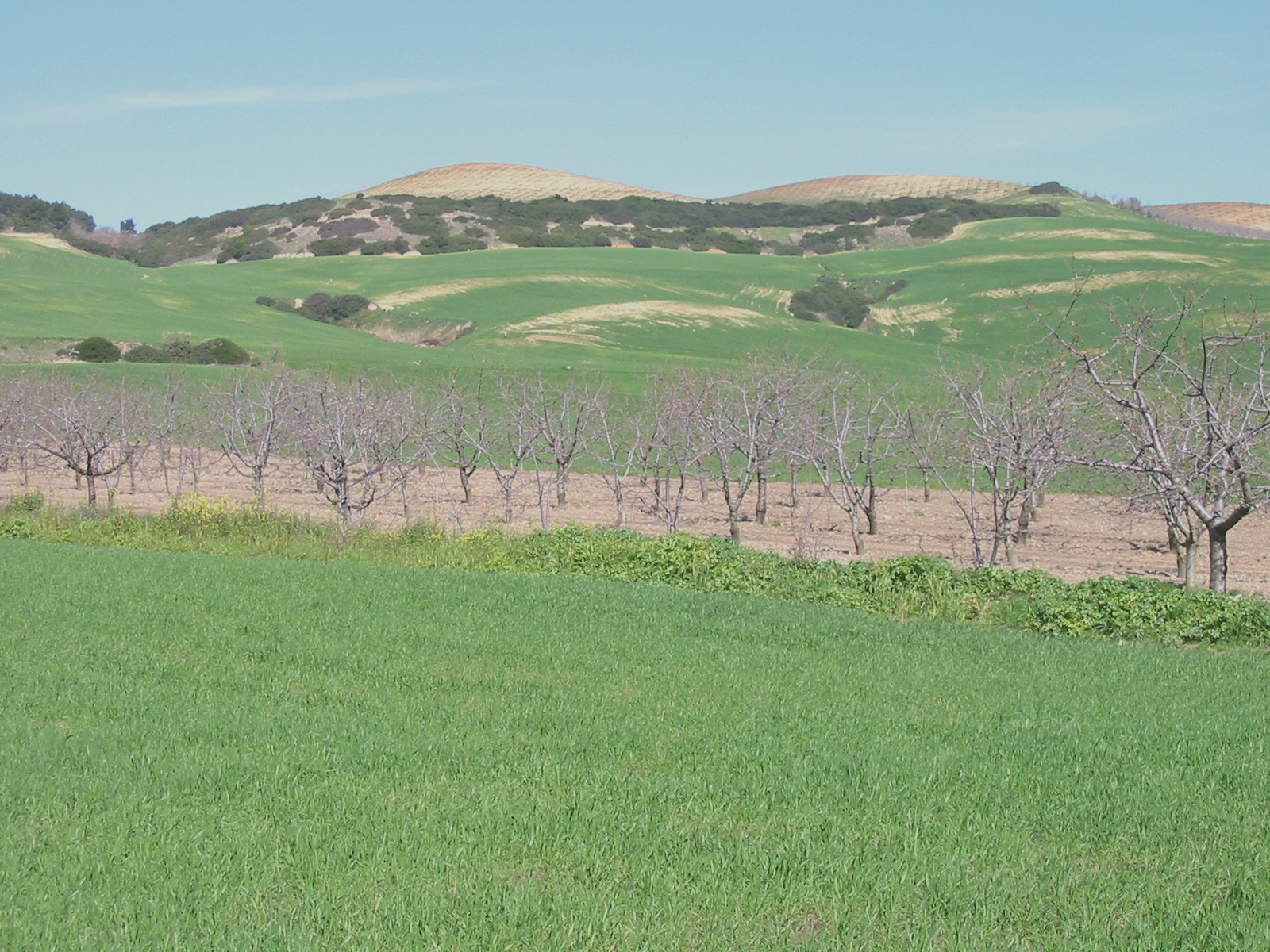 Image_1/@filedescription