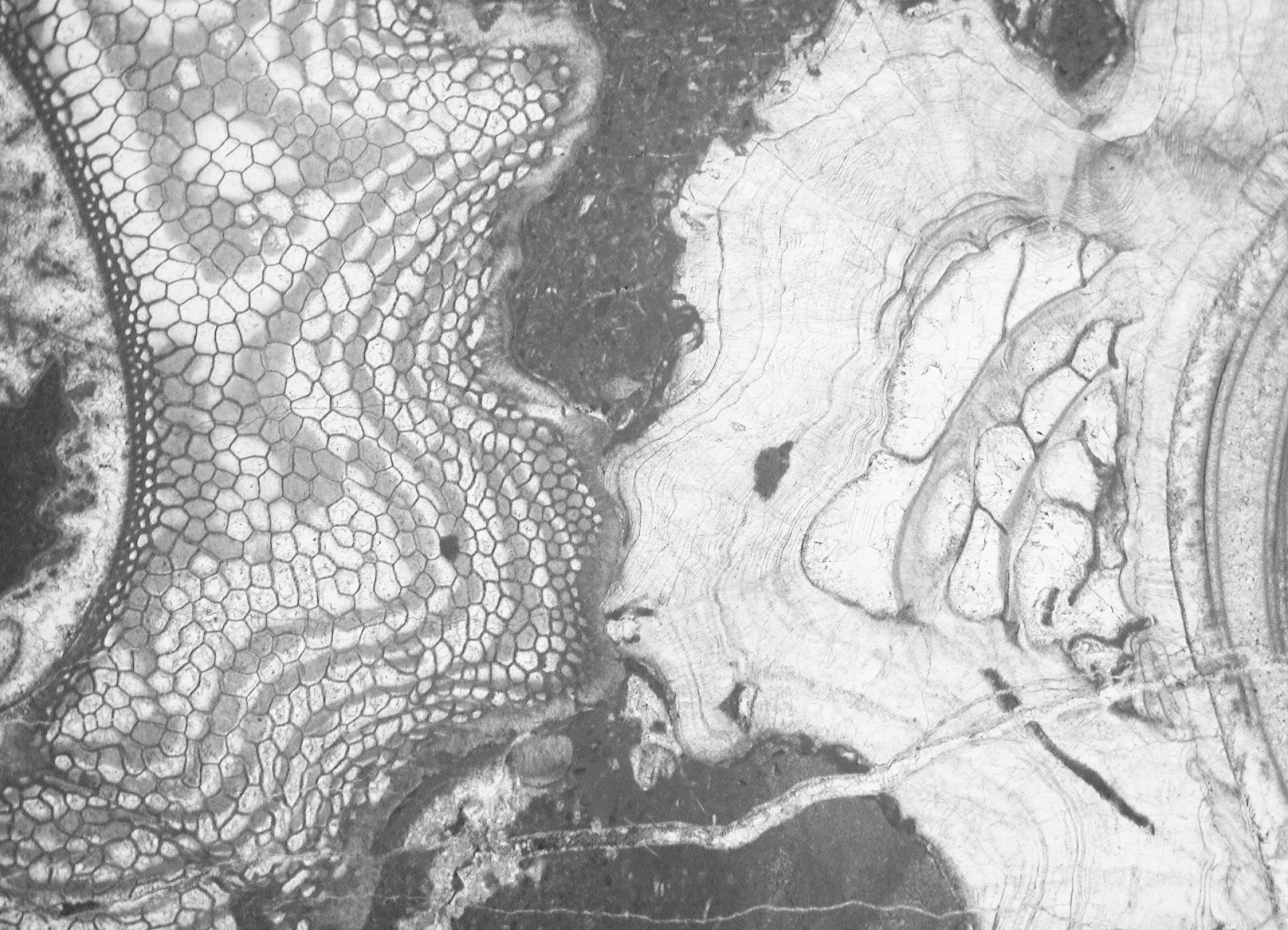 Image_1/@filedescription