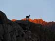 In equilibrio sulle dure rocce magmatiche dell’Adamello: stambecco all’alba (foto T. Martini).
