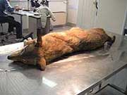 Autopsia di un lupo presso i lasboratori di genetica dell'Ispra