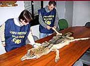 pelle upo confiscata dal CFS