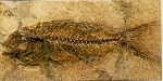 Sparnodus elongatus lunghezza 8 cm