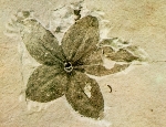 Getonia bolcensis lunghezza cm 4,5