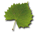Elemento decorativo foglia