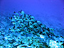 119 maldive.jpg