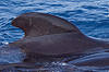 357 workshopcetacei20091.jpg