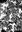 633 immagine rudiste.jpg