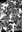 634 immagine rudiste.jpg