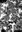 637 immagine rudiste.jpg