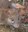 859 fotoratto2.jpg