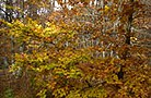 1359 alberi.jpg