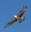1460 falco pescatore.jpg