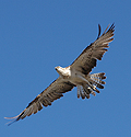 1460 falco pescatore.jpg
