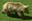1875 orso.jpg