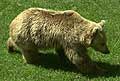 1875 orso.jpg