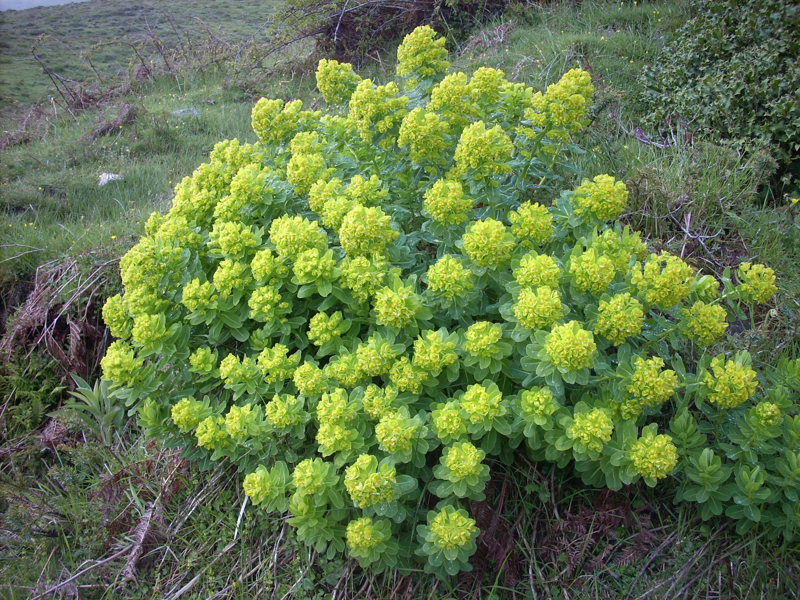 2144 euforbia insularis.jpg
