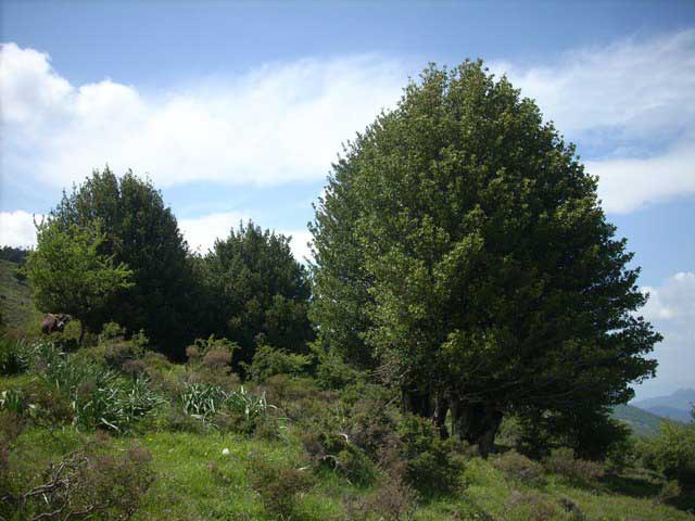 2223 3 agrifogli2.jpg