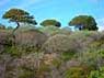 2226 4 asinara p.jpg