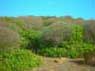 2236 6 asinara p.jpg