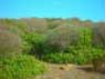 2236 6 asinara p.jpg