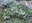 2238 7 astragalus p.jpg