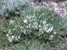 2238 7 astragalus p.jpg
