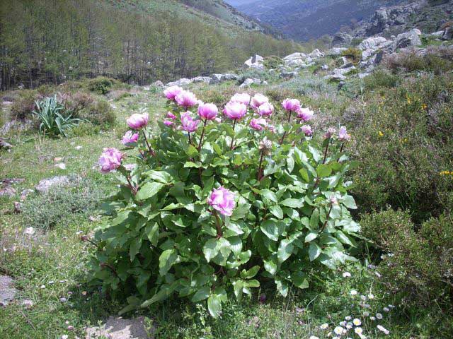 2239 8 peonia.jpg