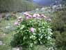 2240 8 peonia p.jpg