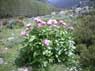 2240 8 peonia p.jpg