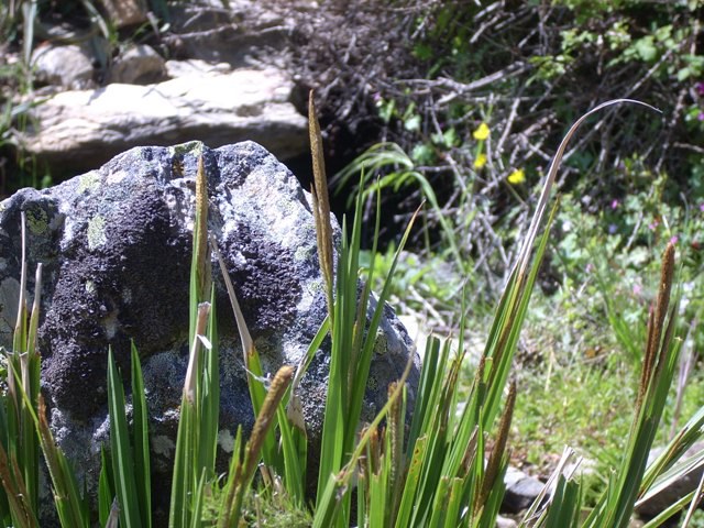 2245 11 carex microcarpus.jpg