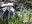 2245 11 carex microcarpus.jpg