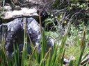 2245 11 carex microcarpus.jpg
