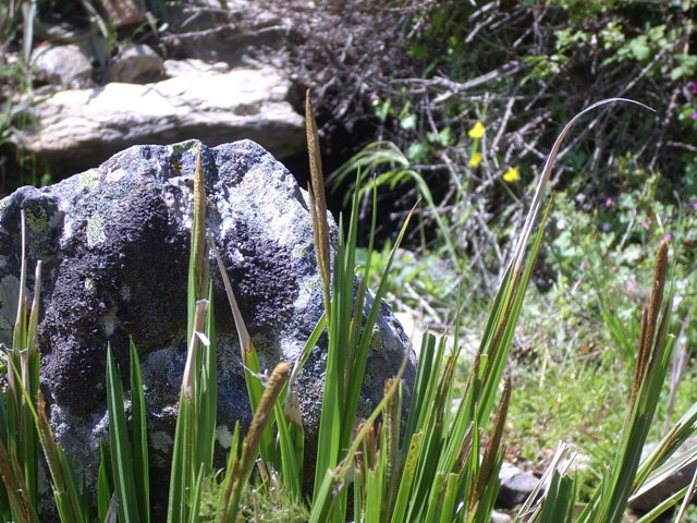2245 11 carex microcarpus.jpg