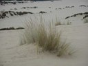 2248 12 agropyron.jpg