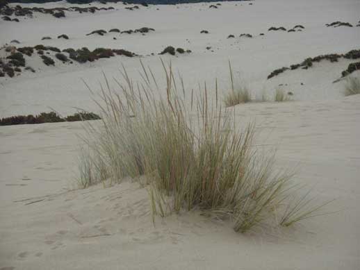 2248 12 agropyron.jpg