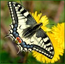 2265 farfalla.jpg