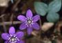 2559 biodiversita.jpg