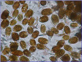 3177 alga tossica.jpg