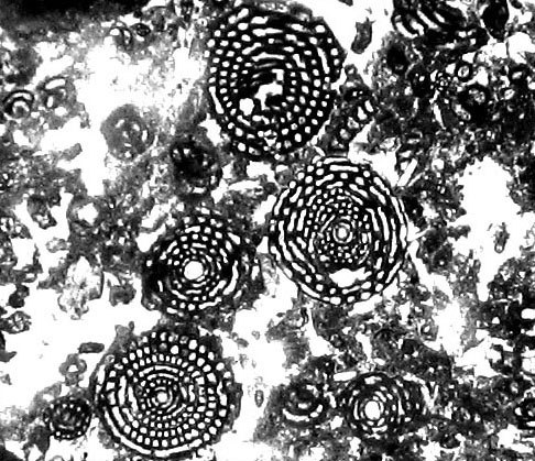 4136 microfracies 1.jpg
