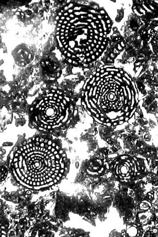 4138 microfracies da pubblicare 1.jpg