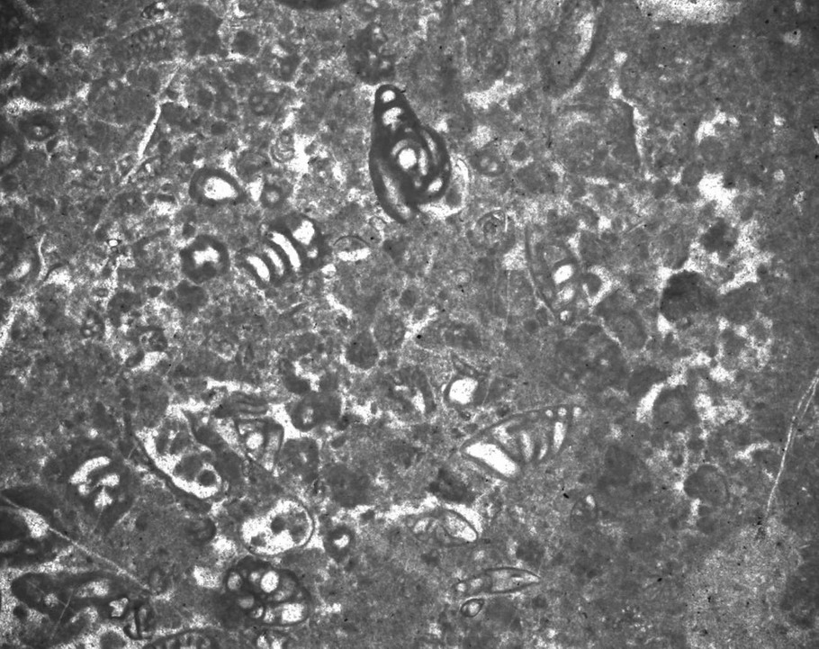 4696 antrodoco foraminiferi.jpg