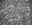 4697 antrodoco foraminiferi picc.jpg