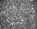 4697 antrodoco foraminiferi picc.jpg