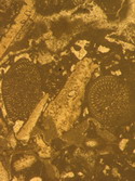 4703 antrodoco orbitoline picc.jpg