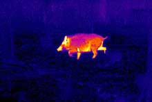5268 cinghiale p.jpg
