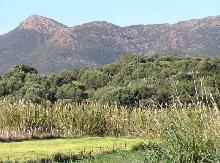 5768 vegetazione.jpg