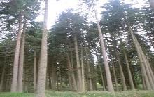 5788 ruoloforeste.jpg