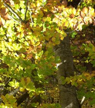 5912 alberi.jpg
