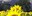6132 girasoli.jpg