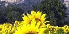 6132 girasoli.jpg
